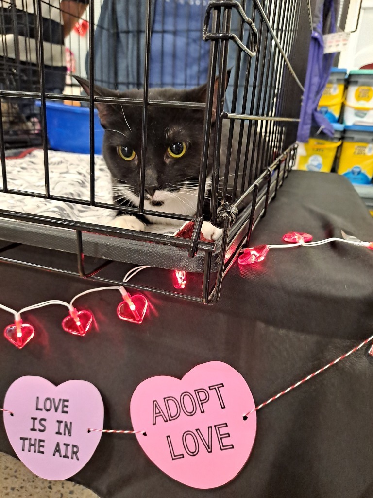 Jemma, an adoptable Domestic Short Hair in Brainardsville, NY, 12915 | Photo Image 3