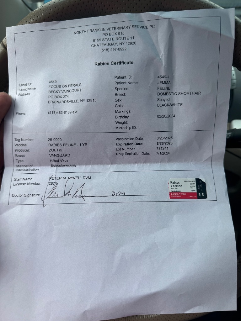 Jemma, an adoptable Domestic Short Hair in Brainardsville, NY, 12915 | Photo Image 4