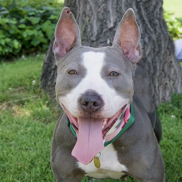 Sparkle, an adoptable Bullmastiff, Pit Bull Terrier in Oakland, CA, 94621 | Photo Image 1