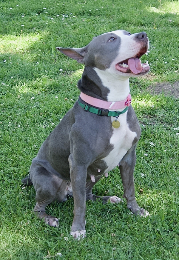 Sparkle, an adoptable Bullmastiff, Pit Bull Terrier in Oakland, CA, 94621 | Photo Image 3