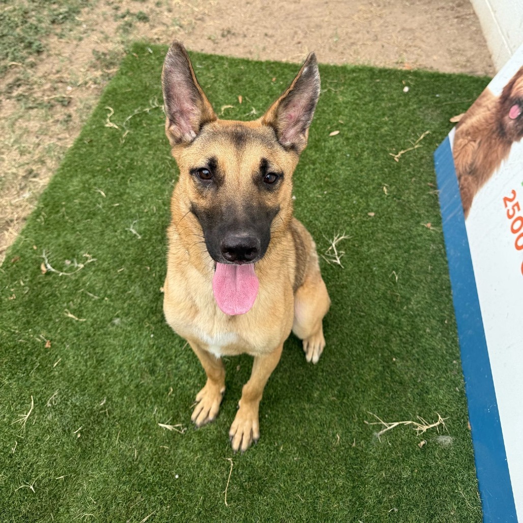 Moose, an adoptable Mixed Breed in Laredo, TX, 78041 | Photo Image 1