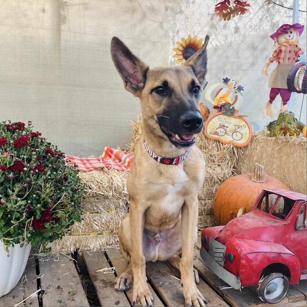 Moose, an adoptable Mixed Breed in Laredo, TX, 78041 | Photo Image 2