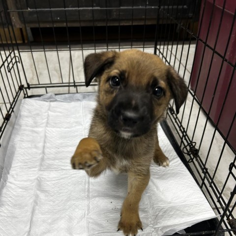 Moose, an adoptable Mixed Breed in Laredo, TX, 78041 | Photo Image 3