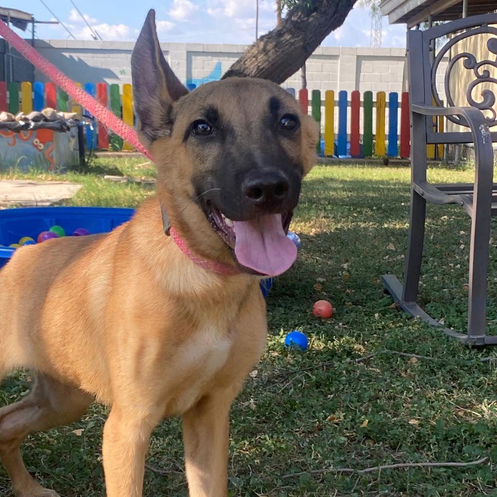 Moose, an adoptable Mixed Breed in Laredo, TX, 78041 | Photo Image 3