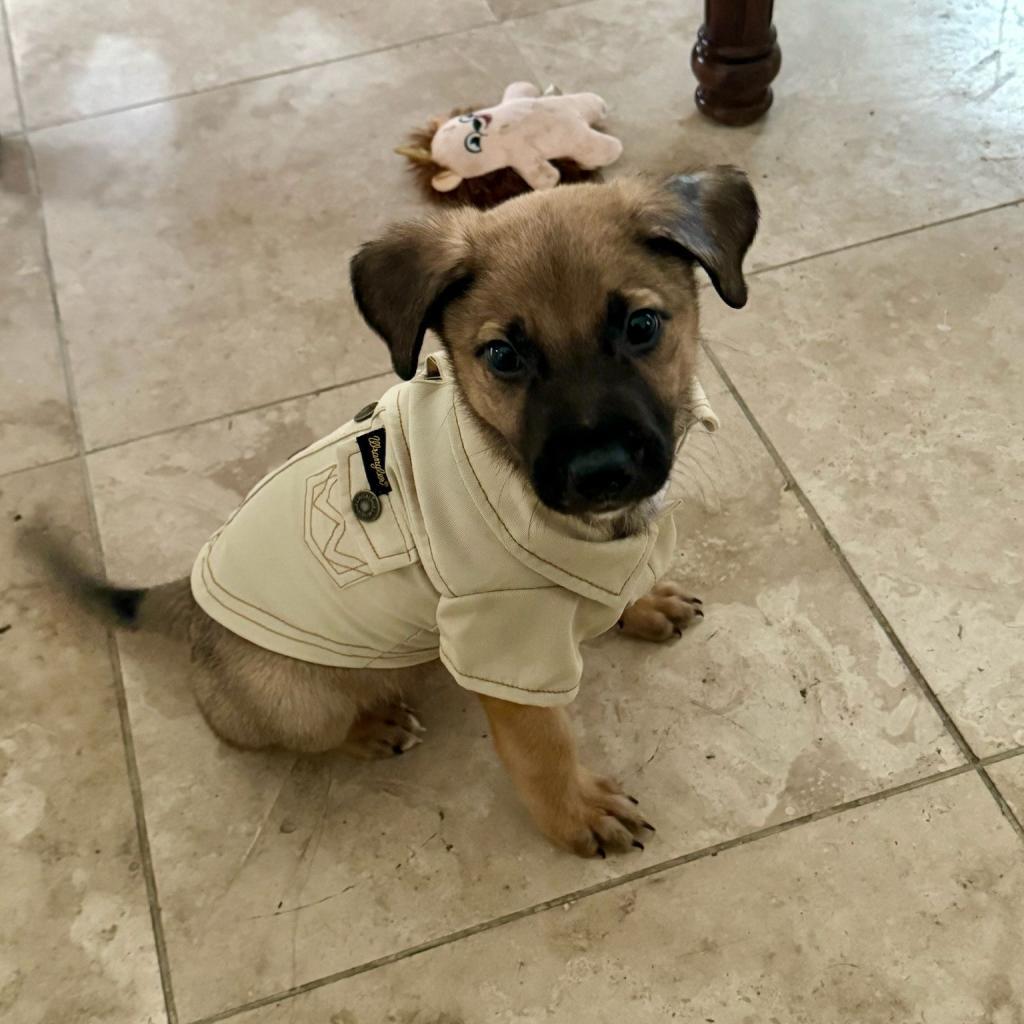 Moose, an adoptable Mixed Breed in Laredo, TX, 78041 | Photo Image 4