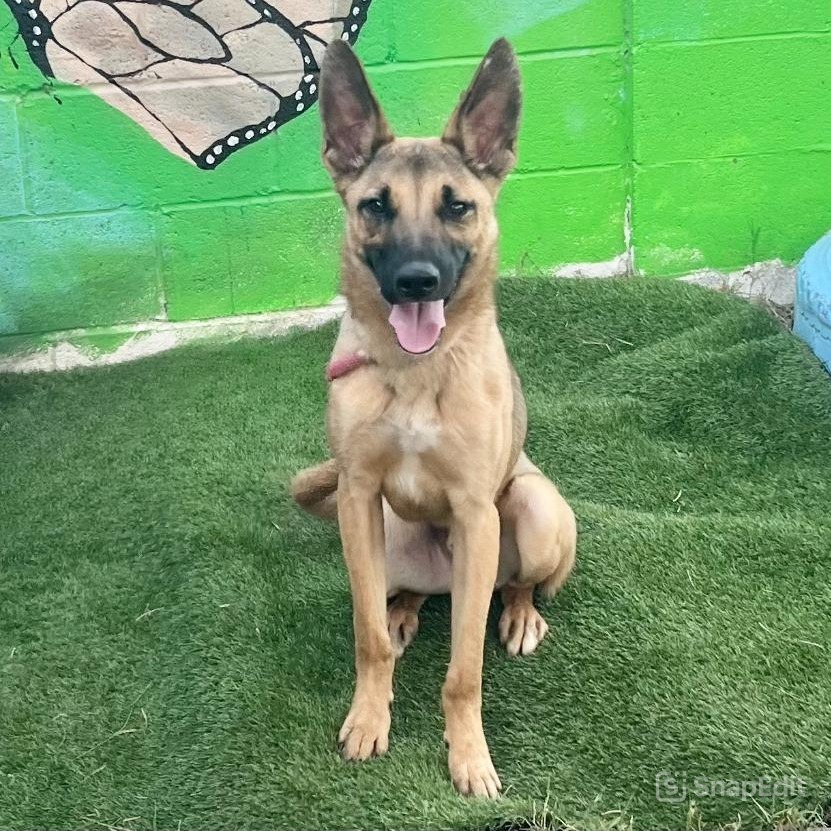 Moose, an adoptable Mixed Breed in Laredo, TX, 78041 | Photo Image 5