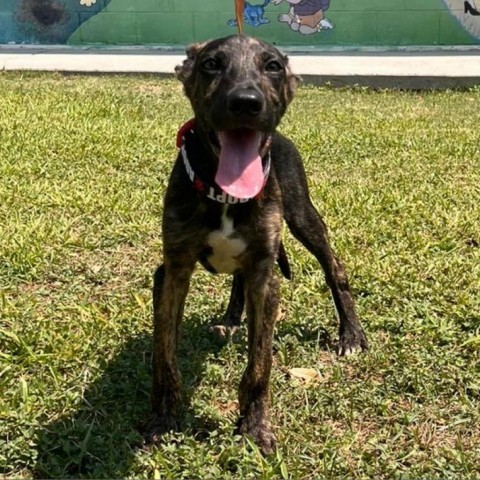 Yeti, an adoptable Mixed Breed in Laredo, TX, 78041 | Photo Image 1