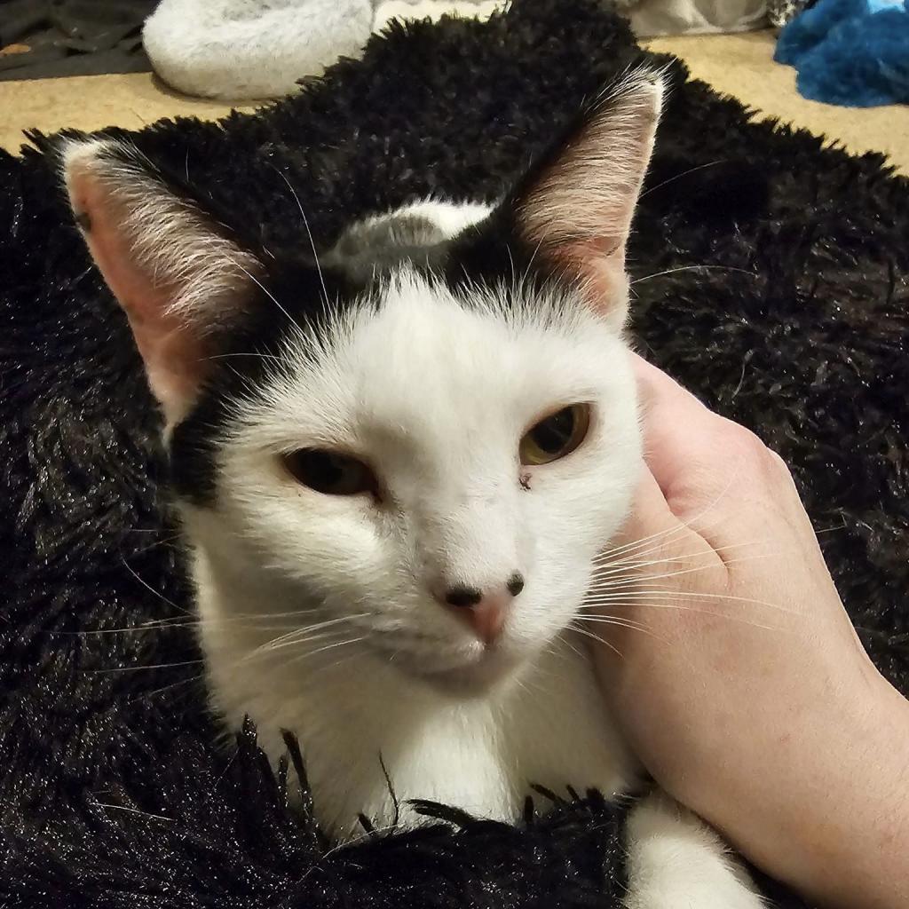Scrabble--In Foster***ADOPTION PENDING***