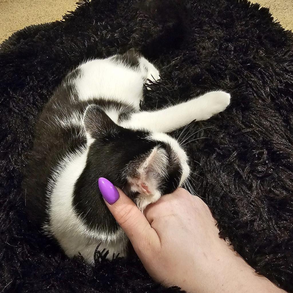 Scrabble--In Foster***ADOPTION PENDING***