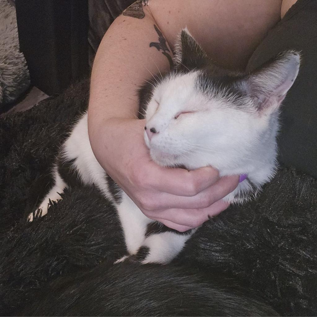 Scrabble--In Foster***ADOPTION PENDING***