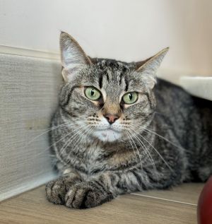 Hello Im Coco a seven-year-old female tabby with beautiful big green eyes As you can see they