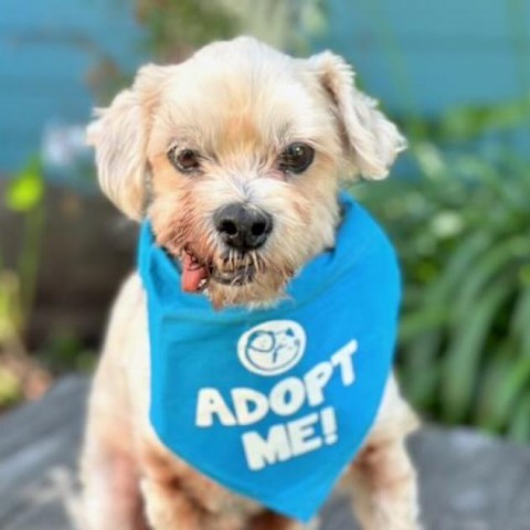 Charley, an adoptable Cockapoo in Pacific Grove, CA, 93950 | Photo Image 1