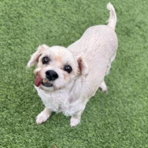 Charley, an adoptable Cockapoo in Pacific Grove, CA, 93950 | Photo Image 2