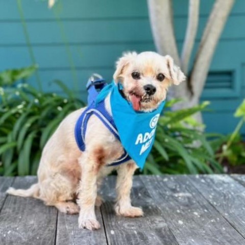 Charley, an adoptable Cockapoo in Pacific Grove, CA, 93950 | Photo Image 3