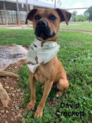 Davy Crockett is a three-year-old American Pit Bull Terrier mix Hes a hansom golden brown pup with