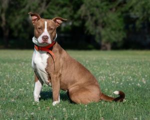 Snow is a happy American Pit Bull Terrier Shes two years old 52 pounds and has a beautiful buff 