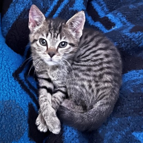 Emerald, an adoptable Domestic Short Hair in Midland, TX, 79703 | Photo Image 1