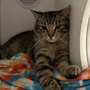 Meet Andre a handsome 2-year-old male brown tabby Andres charming personality and striking tabby 