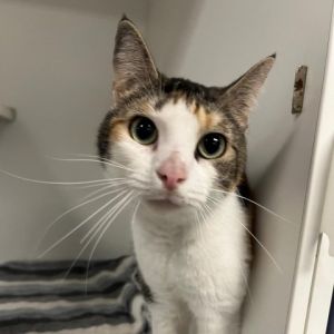 Meet Liza a charming 4-year-old female cat with a stunning white and calico coat Lizas affectiona