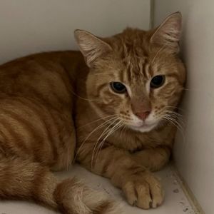Meet Cork a delightful 2-year-old male orange and white tabby Corks vibrant coat and friendly dem