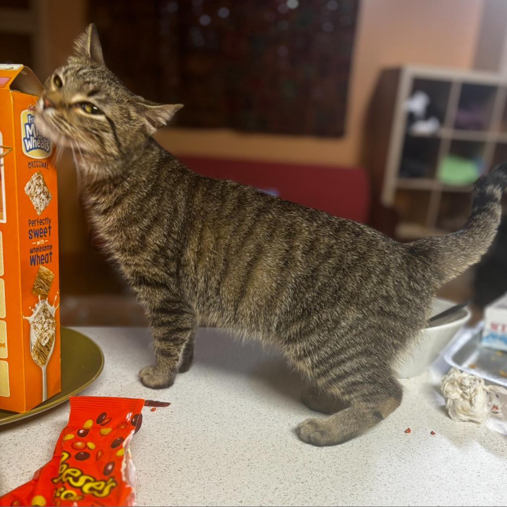 Tomiko, an adoptable Domestic Short Hair in Rochester, MN, 55903 | Photo Image 1