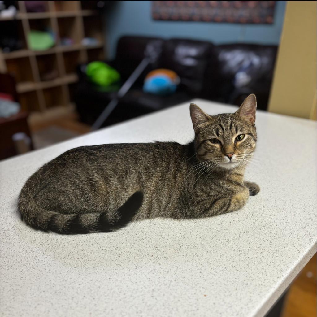 Tomiko, an adoptable Domestic Short Hair in Rochester, MN, 55903 | Photo Image 2