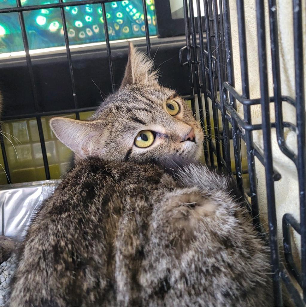 Tomiko, an adoptable Domestic Short Hair in Rochester, MN, 55903 | Photo Image 3