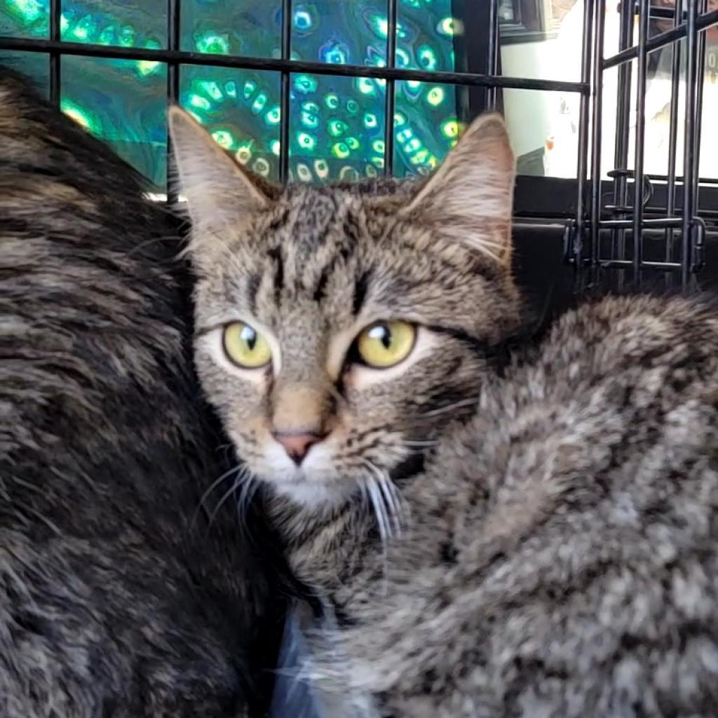 Tomiko, an adoptable Domestic Short Hair in Rochester, MN, 55903 | Photo Image 4