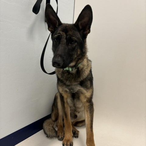 Turk, an adoptable Belgian Shepherd / Malinois in Show Low, AZ, 85901 | Photo Image 1