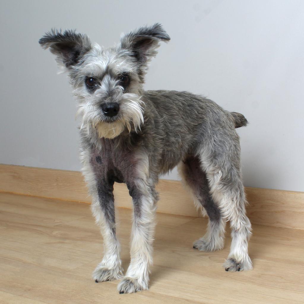 Maggie D16390, an adoptable Schnauzer in Minnetonka, MN, 55345 | Photo Image 1