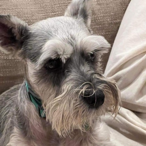 Maggie D16390, an adoptable Schnauzer in Minnetonka, MN, 55345 | Photo Image 2