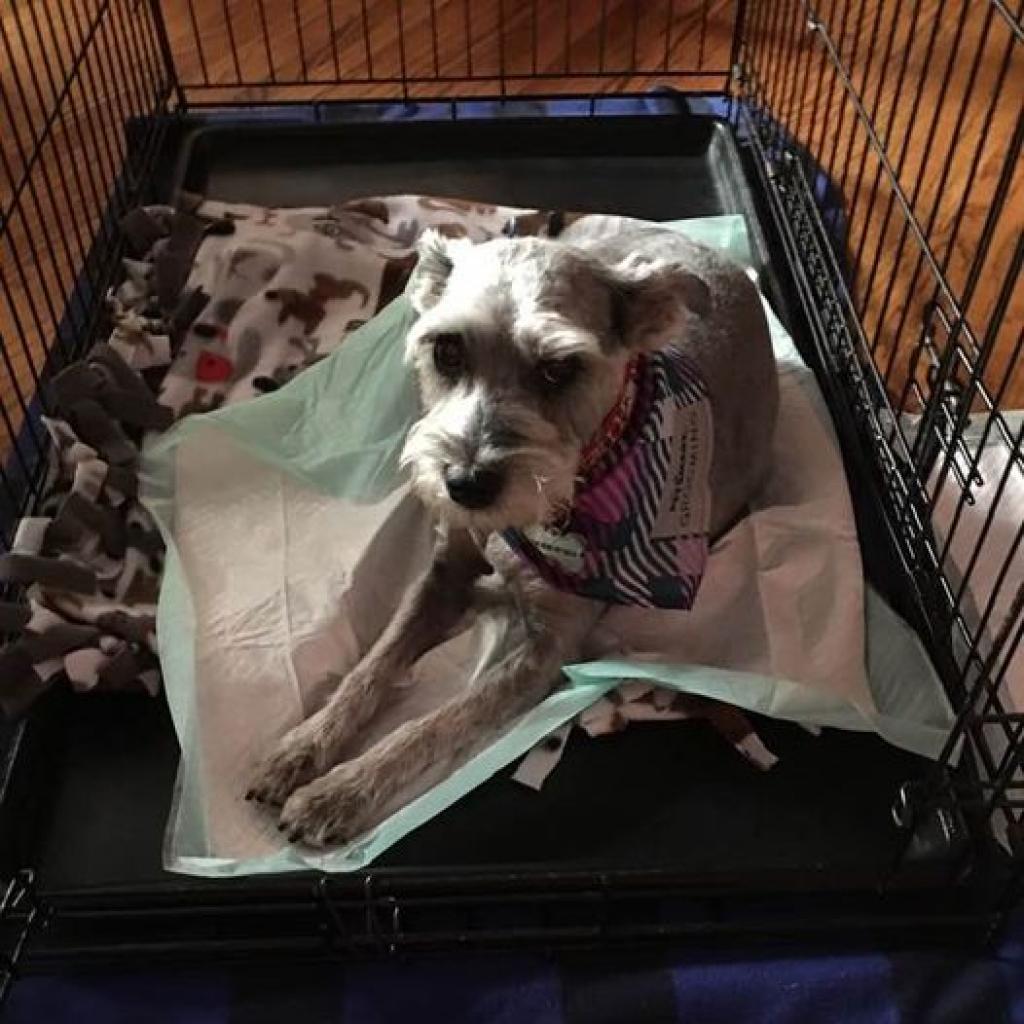 Maggie D16390, an adoptable Schnauzer in Minnetonka, MN, 55345 | Photo Image 2