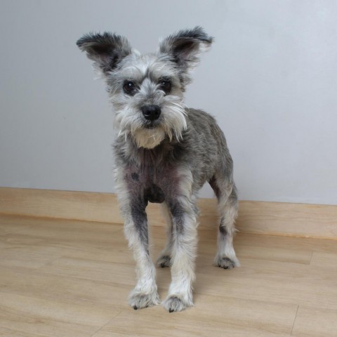 Maggie D16390, an adoptable Schnauzer in Minnetonka, MN, 55345 | Photo Image 3