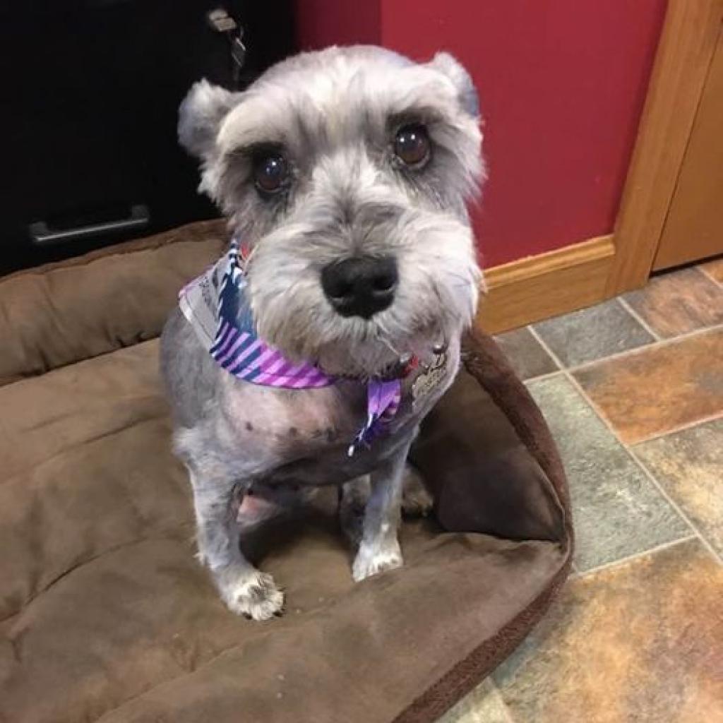 Maggie D16390, an adoptable Schnauzer in Minnetonka, MN, 55345 | Photo Image 3