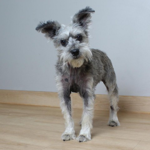 Maggie D16390, an adoptable Schnauzer in Minnetonka, MN, 55345 | Photo Image 4