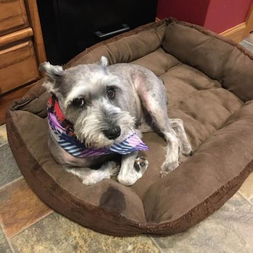 Maggie D16390, an adoptable Schnauzer in Minnetonka, MN, 55345 | Photo Image 4