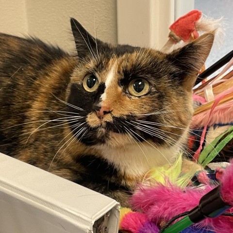 Toffee, an adoptable Domestic Short Hair in Great Falls, MT, 59404 | Photo Image 1