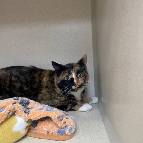 Toffee, an adoptable Domestic Short Hair in Great Falls, MT, 59404 | Photo Image 2