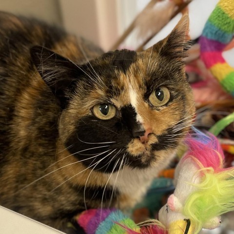 Toffee, an adoptable Domestic Short Hair in Great Falls, MT, 59404 | Photo Image 3