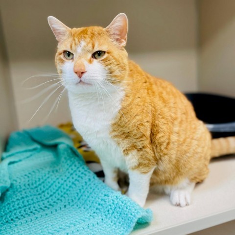 Patrick, an adoptable Domestic Short Hair in Great Falls, MT, 59404 | Photo Image 3