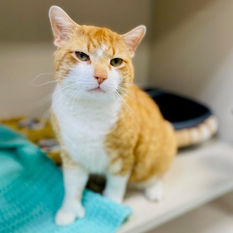 Patrick, an adoptable Domestic Short Hair in Great Falls, MT, 59404 | Photo Image 4