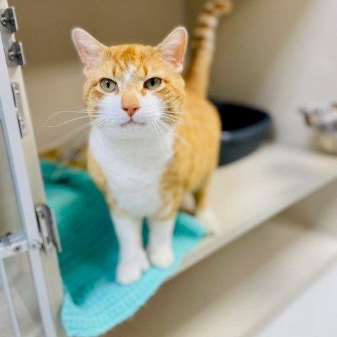 Patrick, an adoptable Domestic Short Hair in Great Falls, MT, 59404 | Photo Image 5