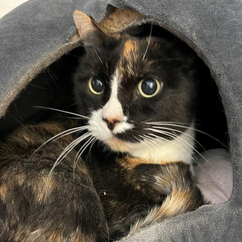 Animal Shelter & Animal Adoption | PAWS