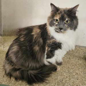 Munji Domestic Long Hair Cat