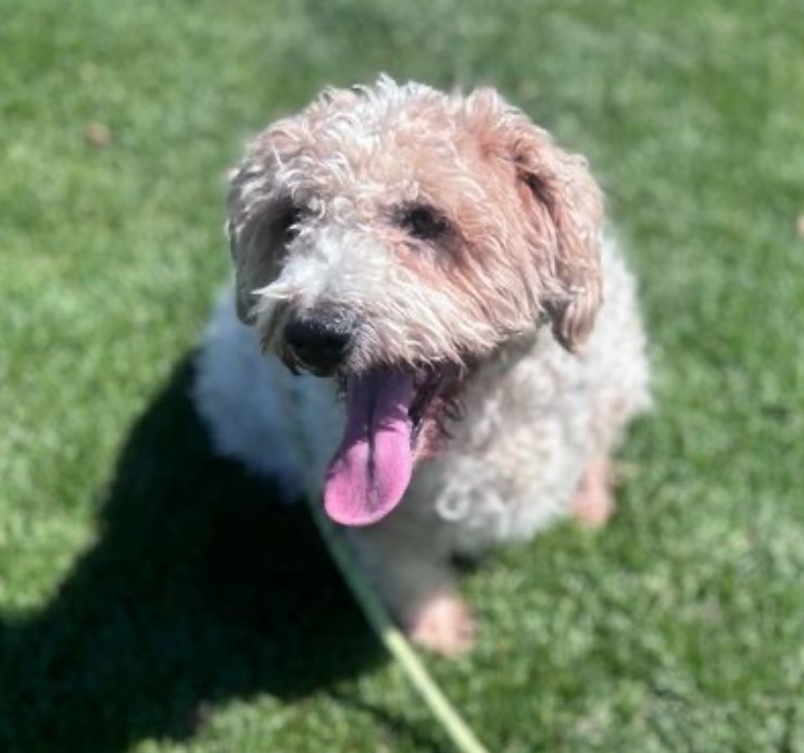 Rico N 24050, an adoptable Cockapoo in Parker, CO, 80134 | Photo Image 1