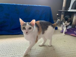 Pan is a young rescue kitty who is loving her new indoor life She comes running for pets every time