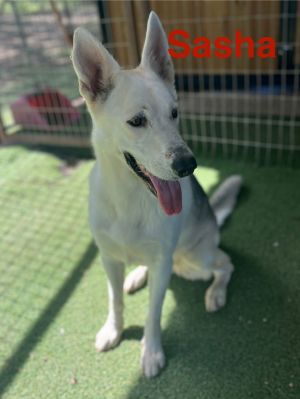 Sasha, Adult Female unknown