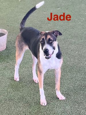 Jade, Adult Female unknown