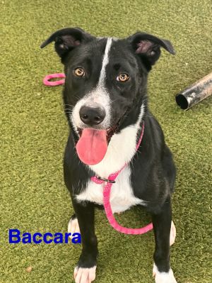 Baccara, Adult Male unknown