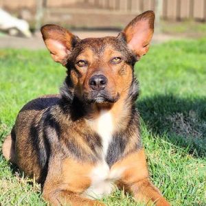 PERSONALITY sweet cautious BREED shepherdcattle dog mix AGE  2 years WEIGHT 55 lbs Rescued fro